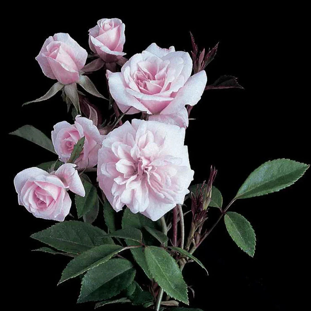 Cecile Brunner Seeds – Pink Climbing Rose
