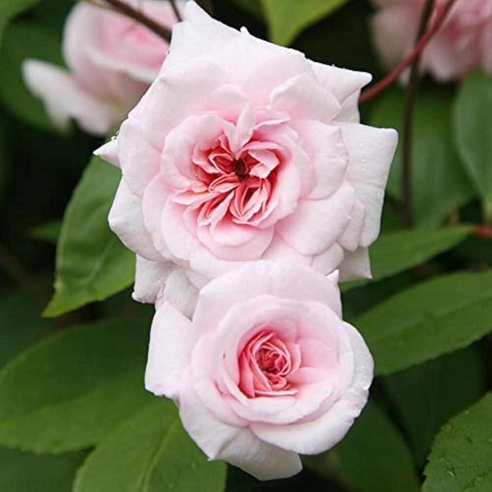 Cecile Brunner Seeds – Pink Climbing Rose
