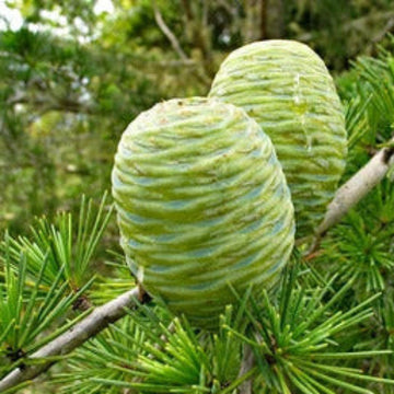 Cedrus Deodara Seeds – Himalayan Cedar
