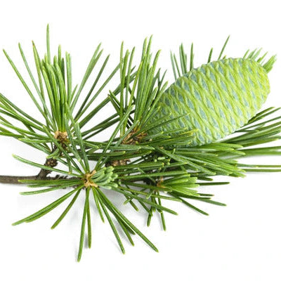 Cedrus Deodara Seeds – Himalayan Cedar
