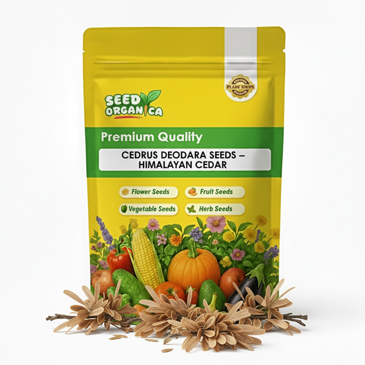 Cedrus Deodara Seeds – Himalayan Cedar