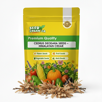 Cedrus Deodara Seeds – Himalayan Cedar