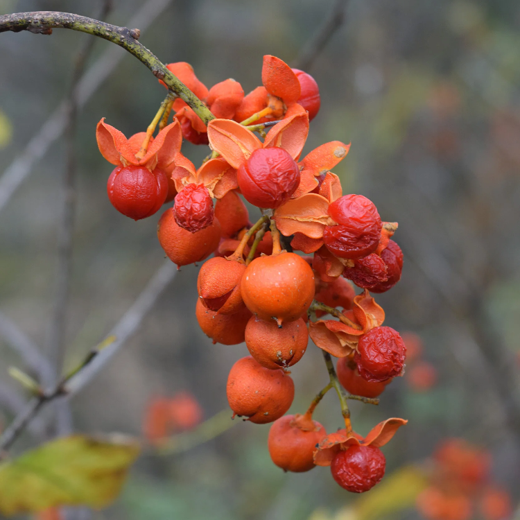 Celastrus Scandens Seeds – American Bittersweet
