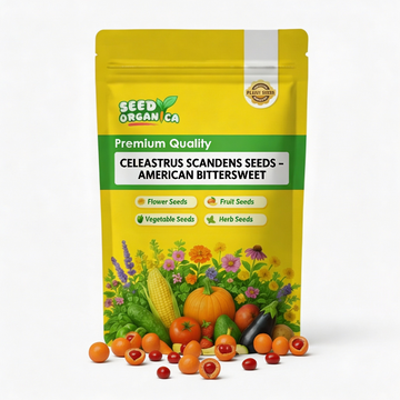 Celastrus Scandens Seeds – American Bittersweet