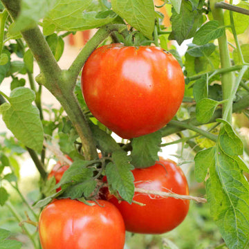 Celebrity Hybrid Tomato Seeds - Vegetable Plant 