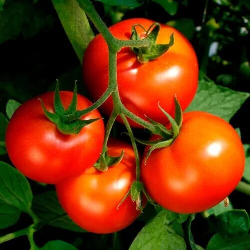 Celebrity Hybrid Tomato Seeds - Vegetable Plant 