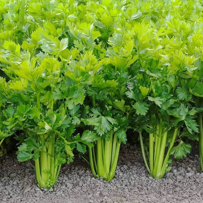Celery Seeds – Apium graveolens
