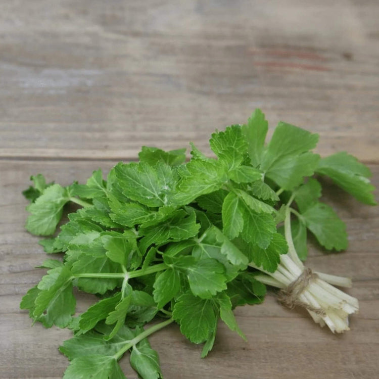 Celery Seeds – Apium graveolens