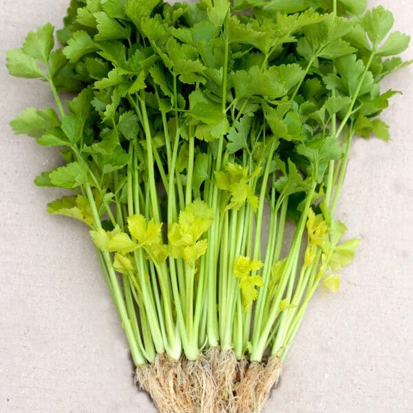 Celery Seeds – Chinese