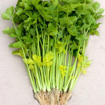 Celery Seeds – Chinese