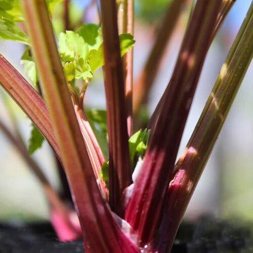 Celery Seeds – Organic Redventure
