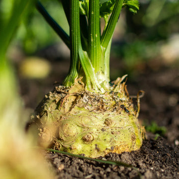 Celery Root Seeds – Giant
