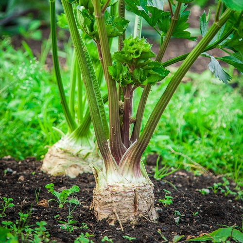 Celery Root Seeds – Giant
