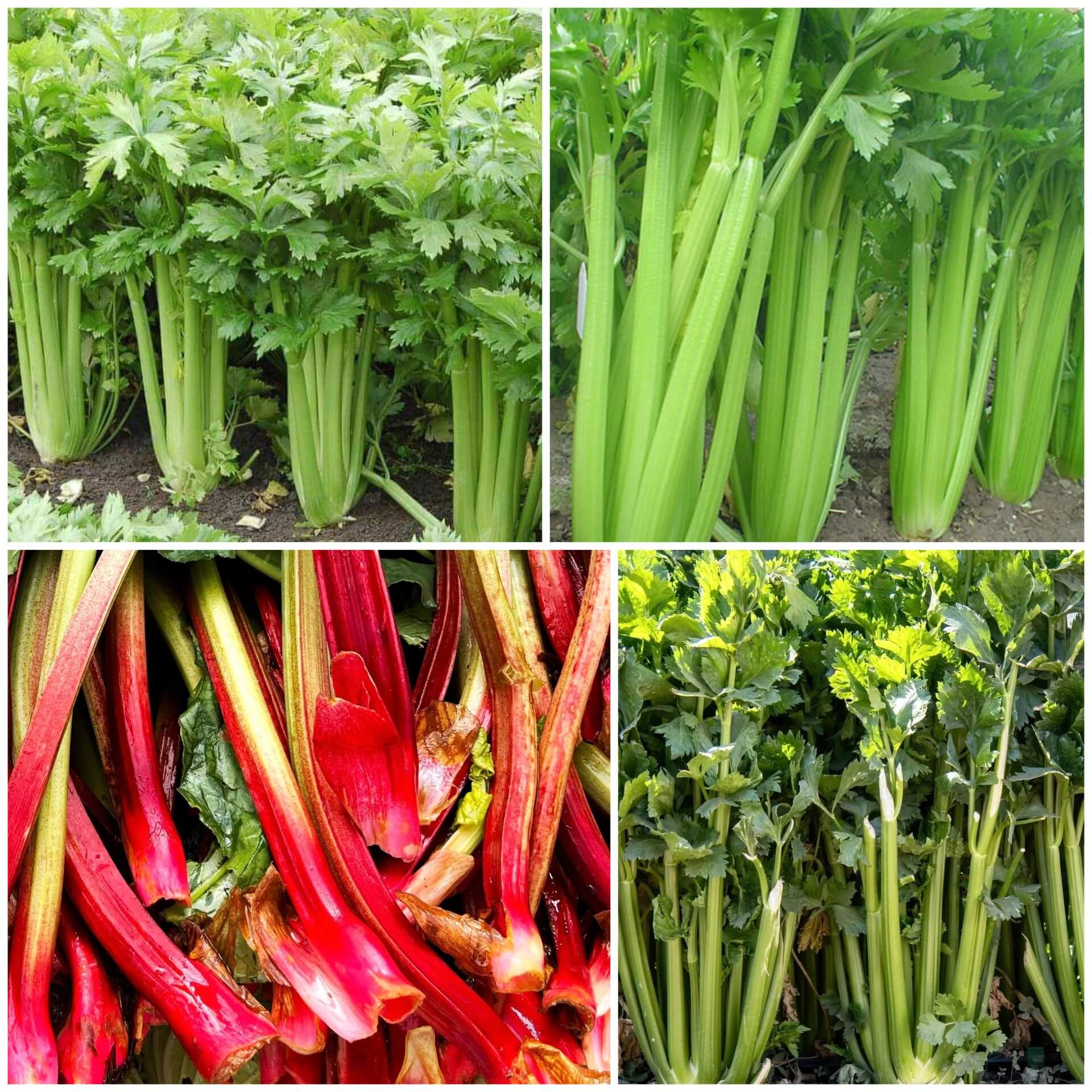 Celery Seeds - All In One For Home Gardens