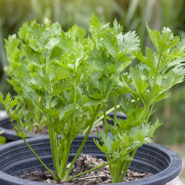 Celery Seeds - All In One For Home Gardens