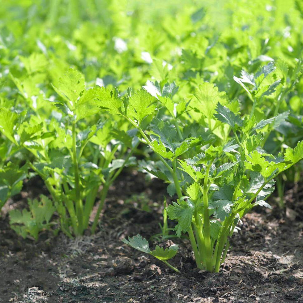 Celery Seeds - All In One For Home Gardens