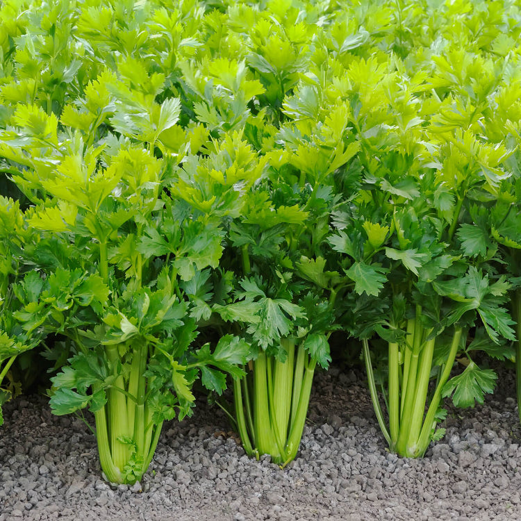 Celery Seeds - All In One For Home Gardens