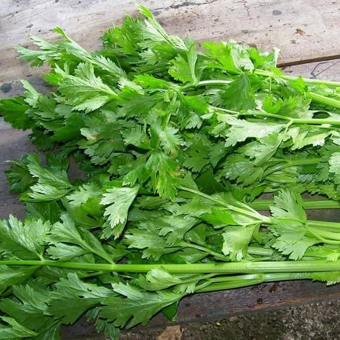Celery Seeds – Chinese