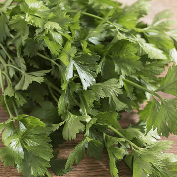 Celery Seeds – Apium graveolens