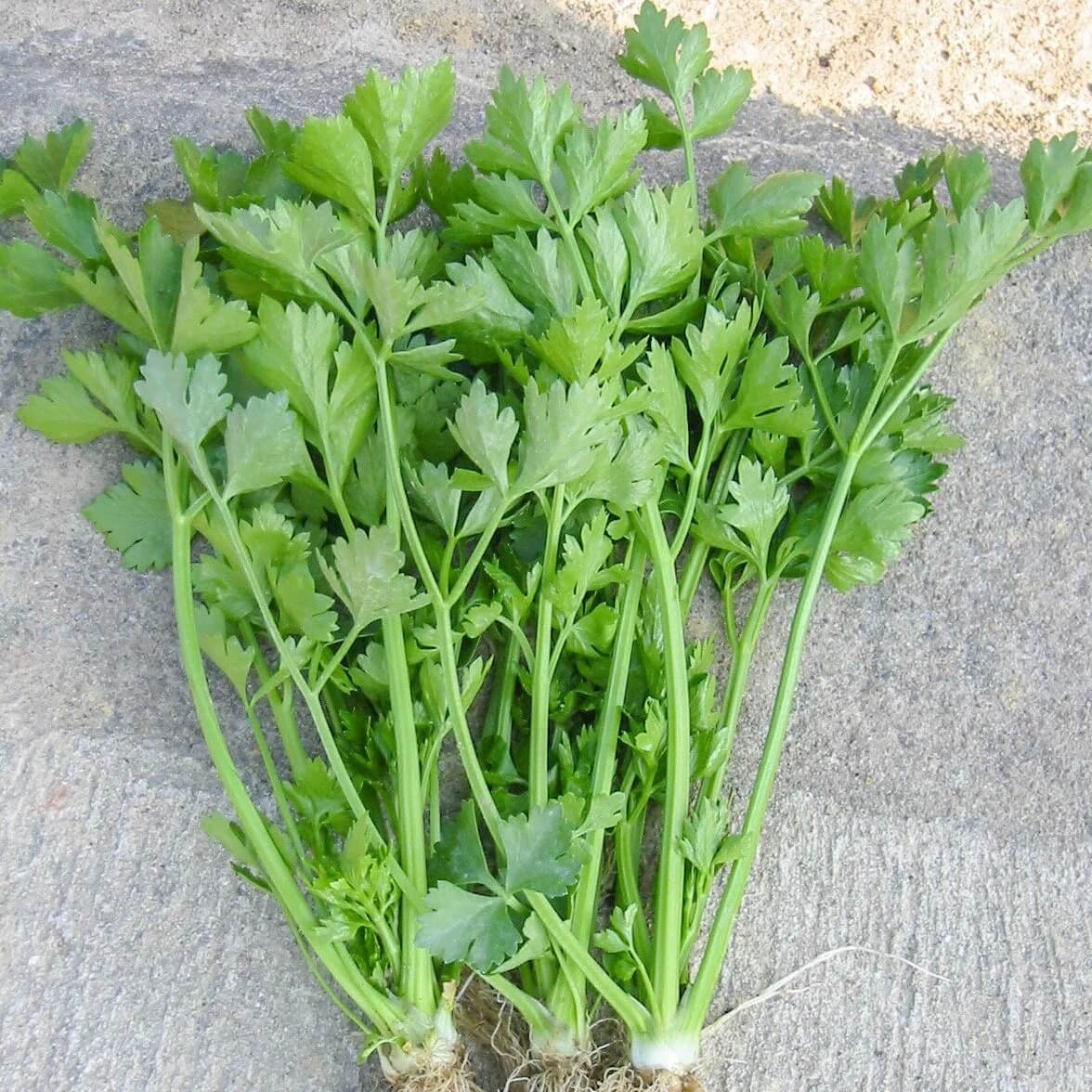 Celery Seeds – Chinese