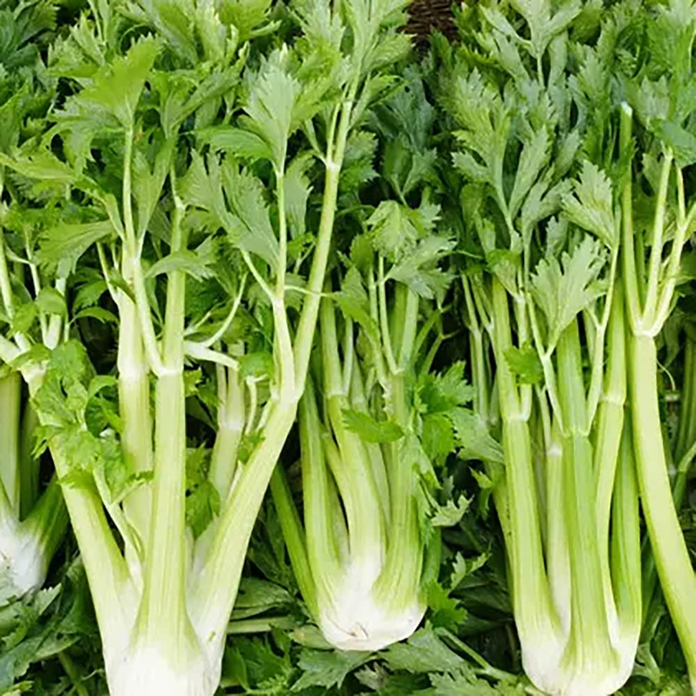 Celery Seeds – Classic
