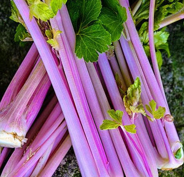 Celery Seeds – Pink Plume
