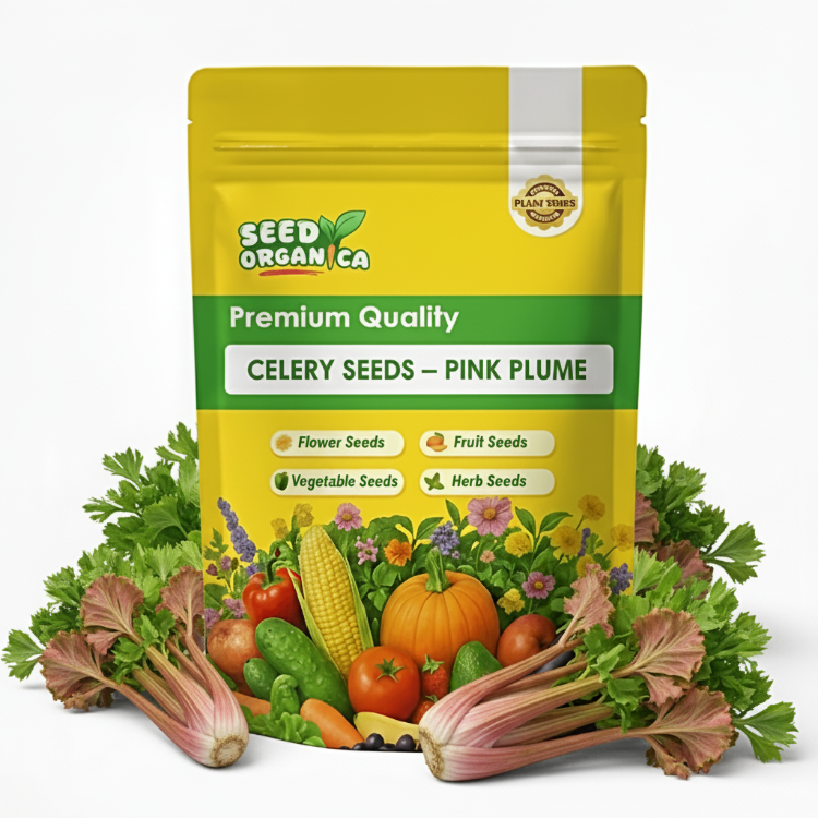 Celery Seeds – Pink Plume