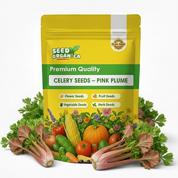 Celery Seeds – Pink Plume