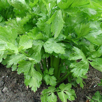 Celery Tall Utah Seeds -  Vegetable Plant For Home Gardens