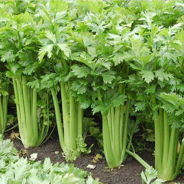 Celery Tall Utah Seeds -  Vegetable Plant For Home Gardens