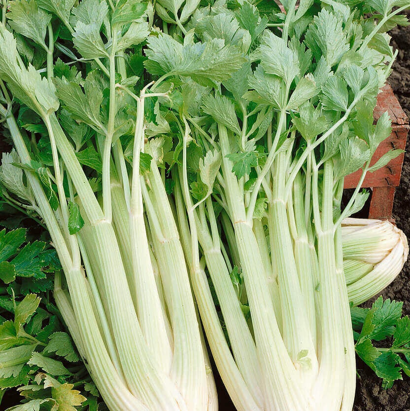 Celery Tall Utah Seeds -  Vegetable Plant For Home Gardens