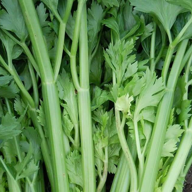 Celery Tall Utah Seeds -  Vegetable Plant For Home Gardens