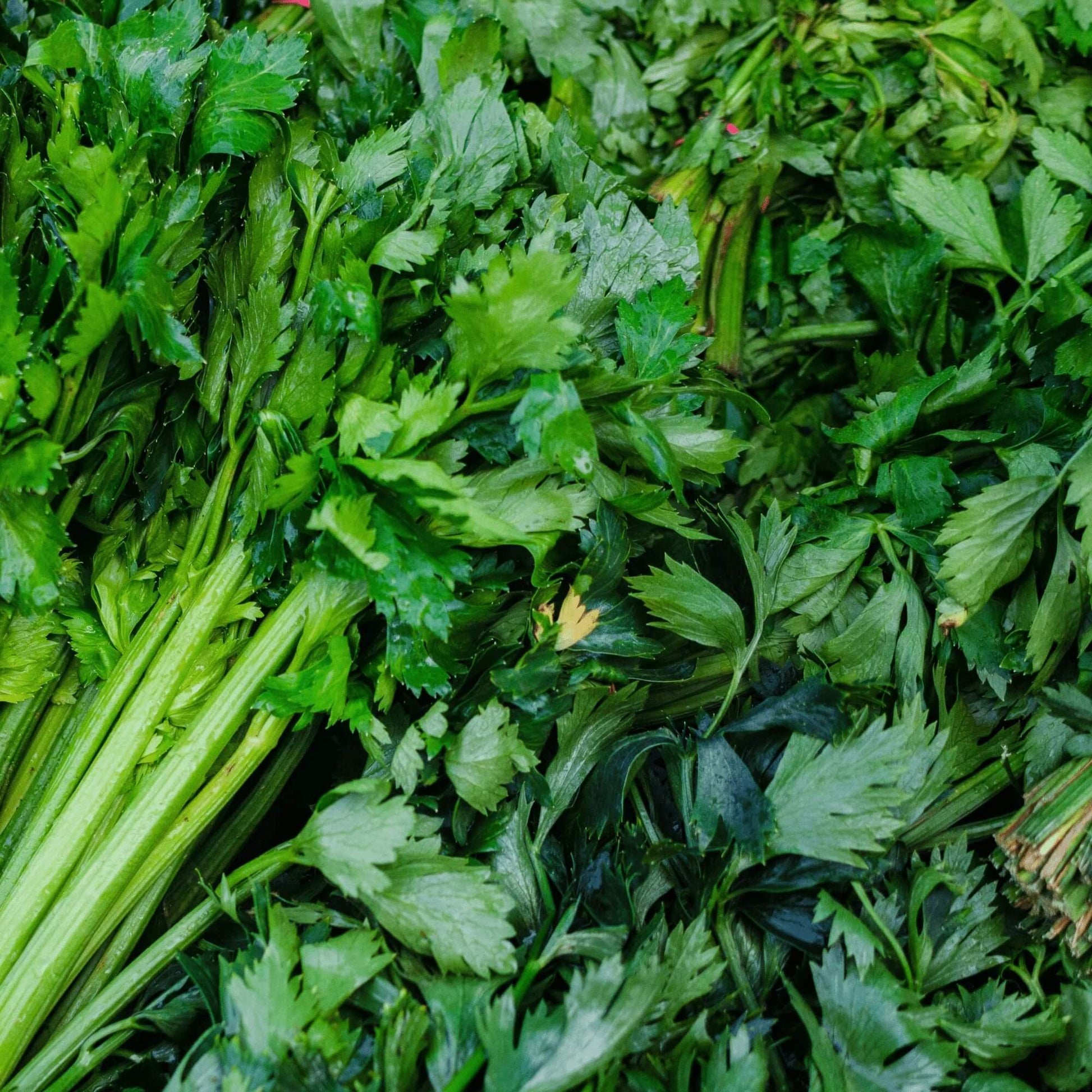 Celery Tall Utah Seeds -  Vegetable Plant For Home Gardens