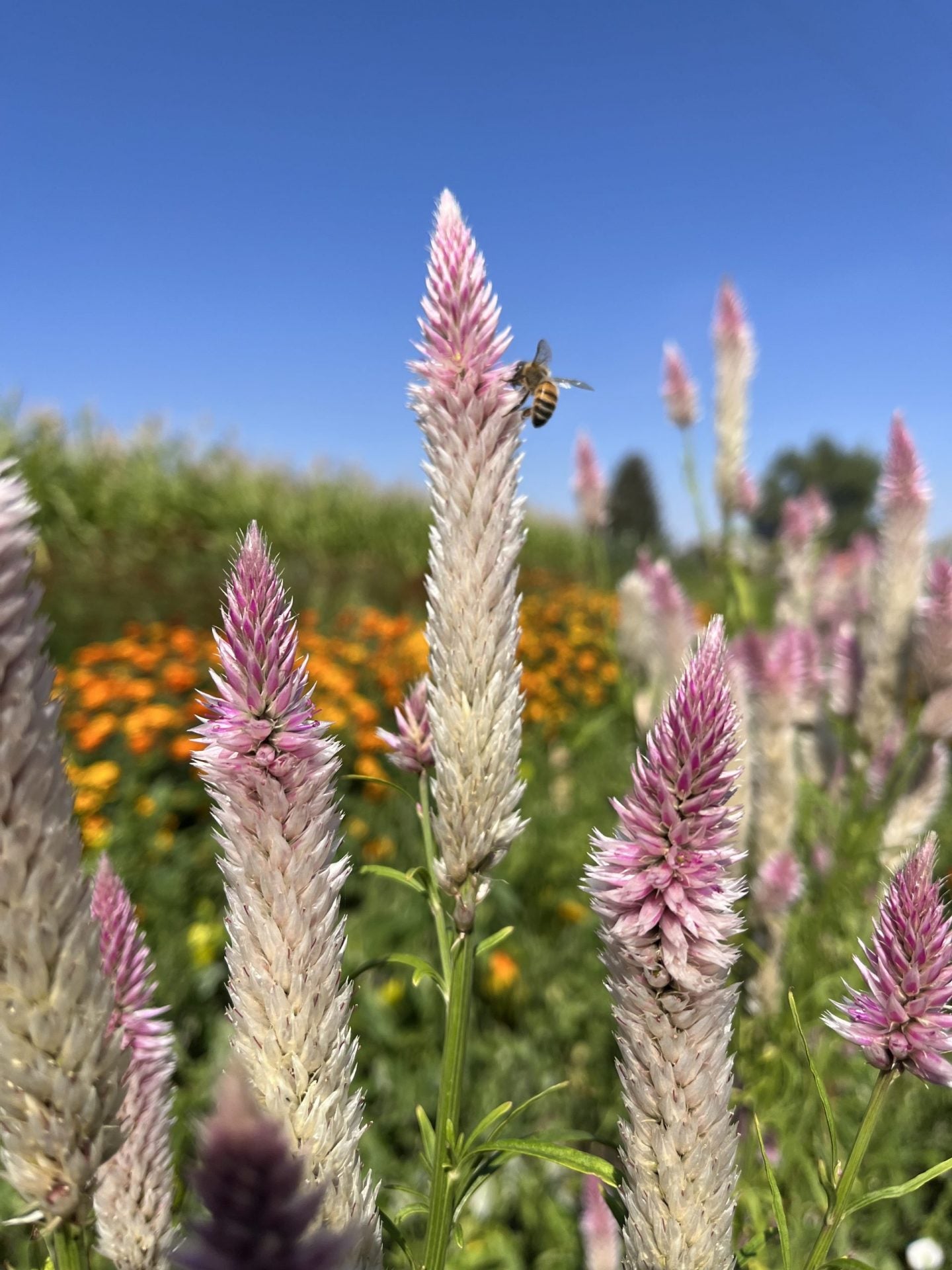 Celosia Seeds - Flamingo Feather
