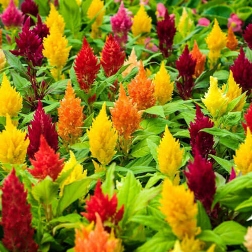 Celosia Argentea Seeds – Mixed Wildflower Mix