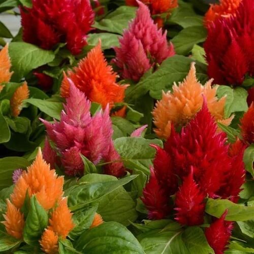 Celosia Argentea Seeds – Mixed Wildflower Mix