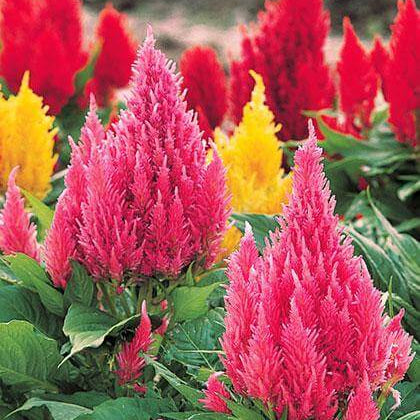 Celosia Argentea Seeds – Mixed Wildflower Mix