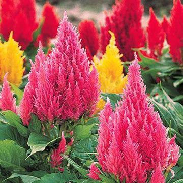 Celosia Argentea Seeds – Mixed Wildflower Mix