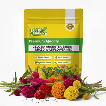 Celosia Argentea Seeds – Mixed Wildflower Mix
