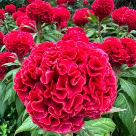 Celosia Seeds – Chief Persimmon