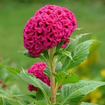 Celosia Cristata Seeds - Flower Plant