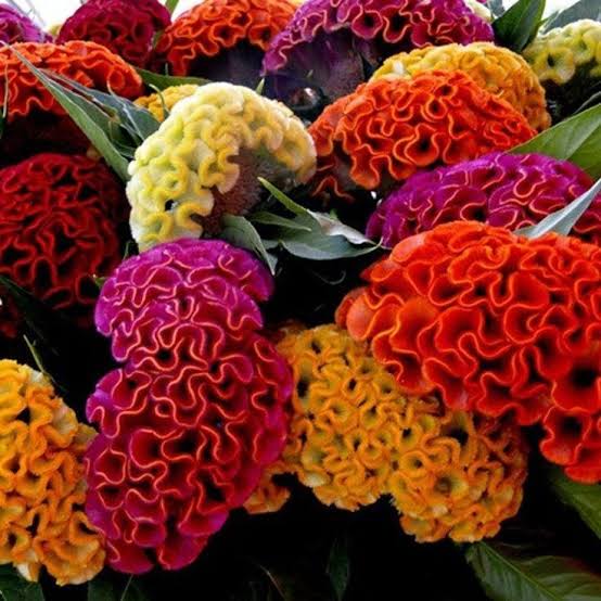 Celosia Seeds – Heirloom