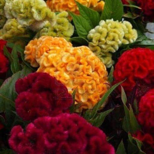Celosia Seeds – Long Bloom Season