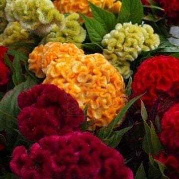 Celosia Seeds – Long Bloom Season