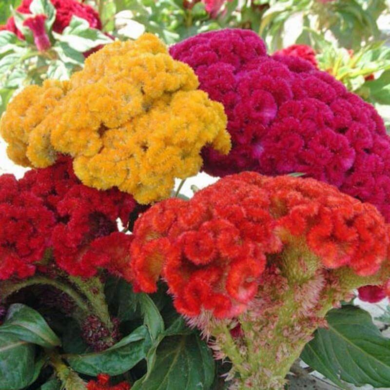 Celosia Seeds – Long Bloom Season