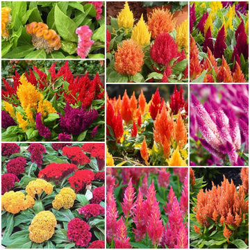 Celosia Seeds - All In One For Home Gardens