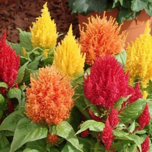 Celosia Seeds - All In One For Home Gardens