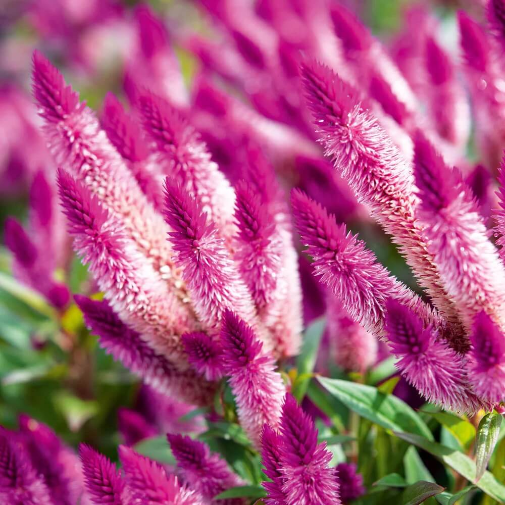 Celosia Seeds - All In One For Home Gardens