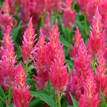 Celosia Seeds - All In One For Home Gardens