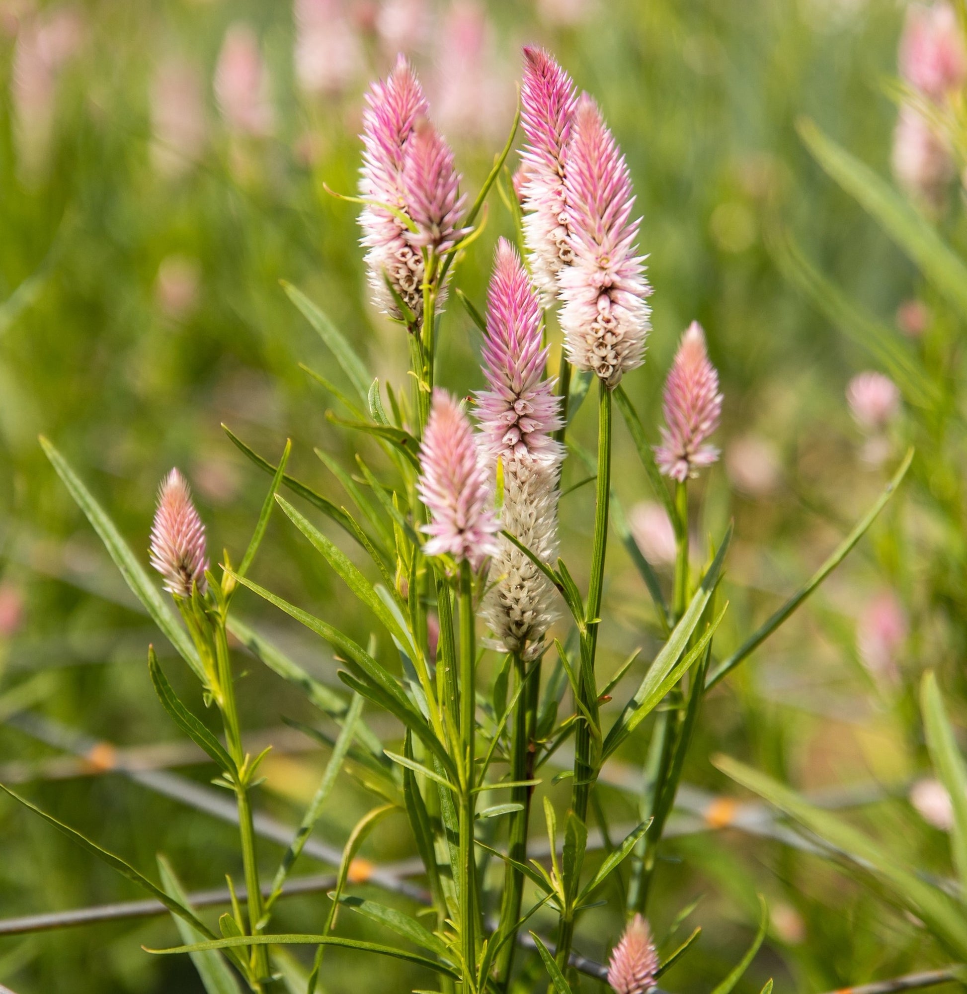Celosia Seeds - Flamingo Feather
